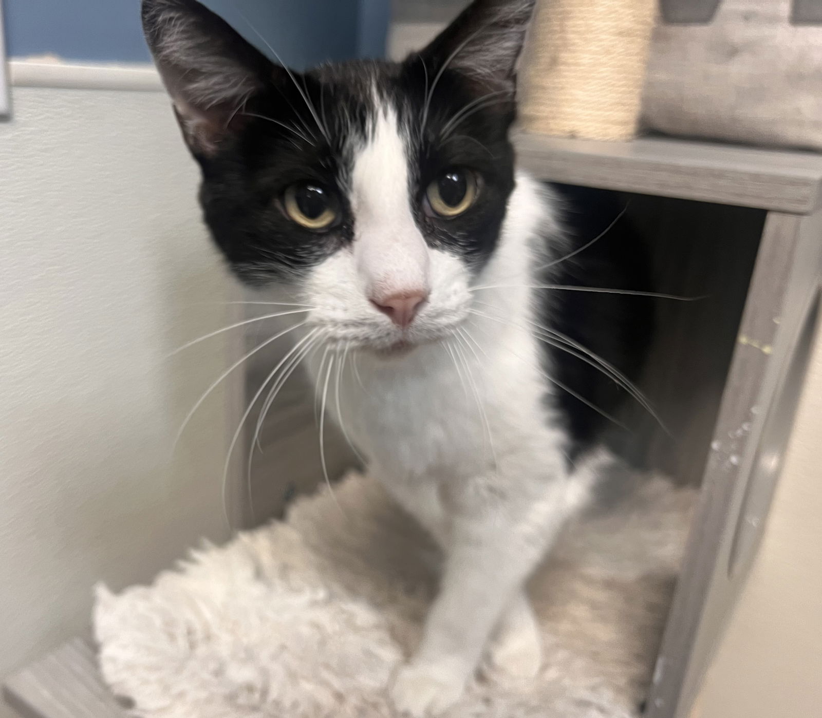 adoptable Cat in Georgetown, KY named Legs  - Must Apply in Person