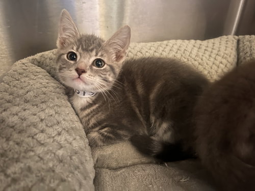 Mochi