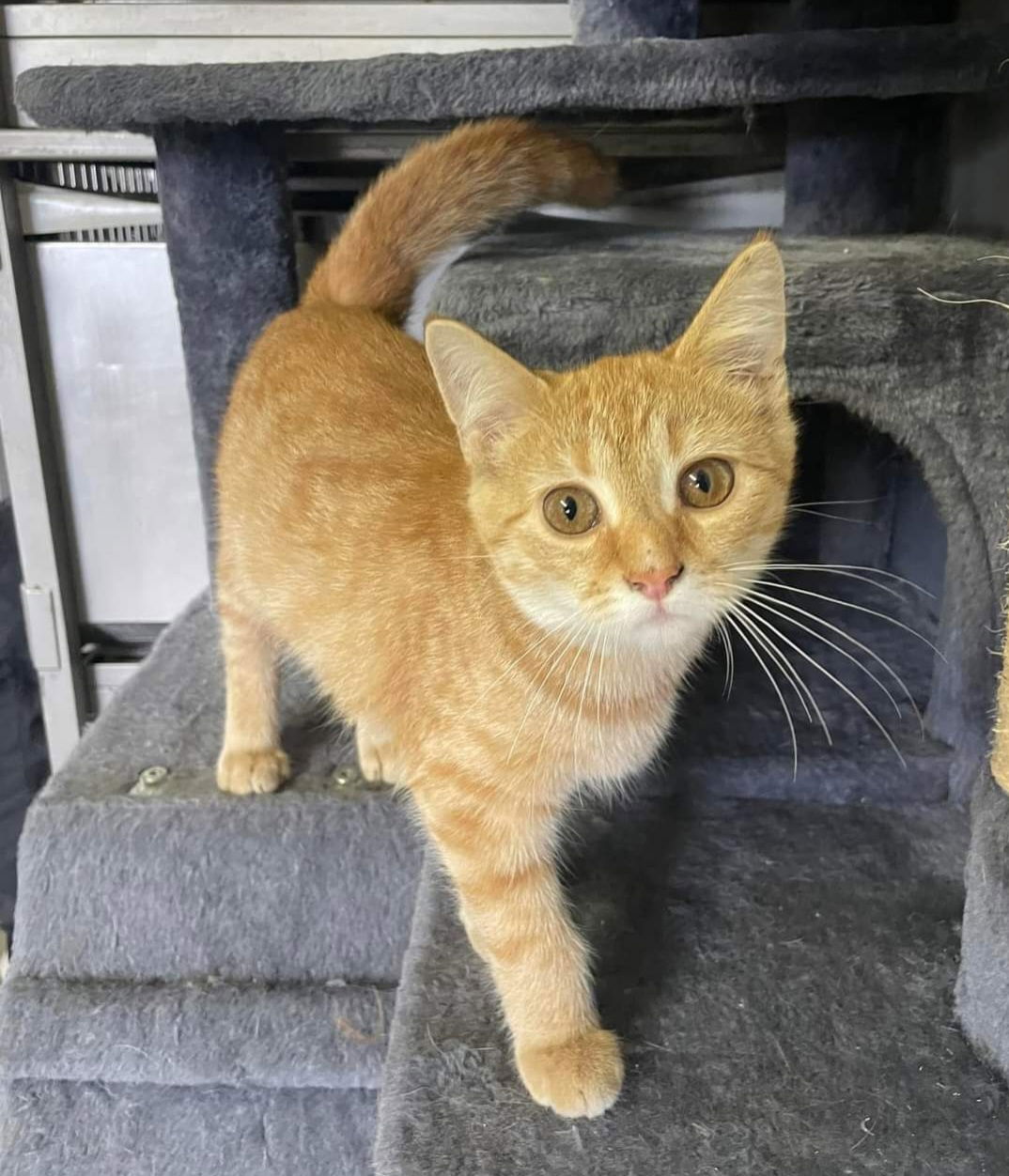 adoptable Cat in Georgetown, KY named Cheeto