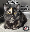 adoptable Cat in  named Robin