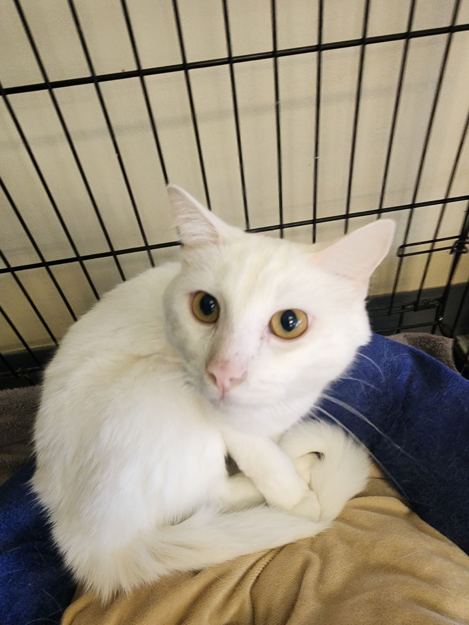 adoptable Cat in Georgetown, KY named Boo