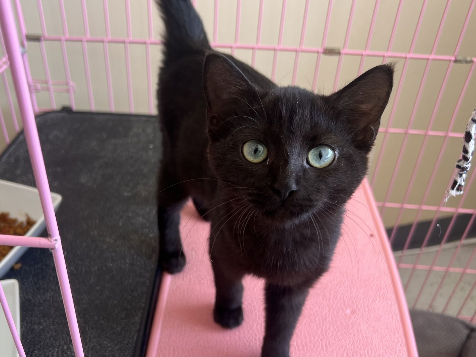 adoptable Cat in Georgetown, KY named Onyx