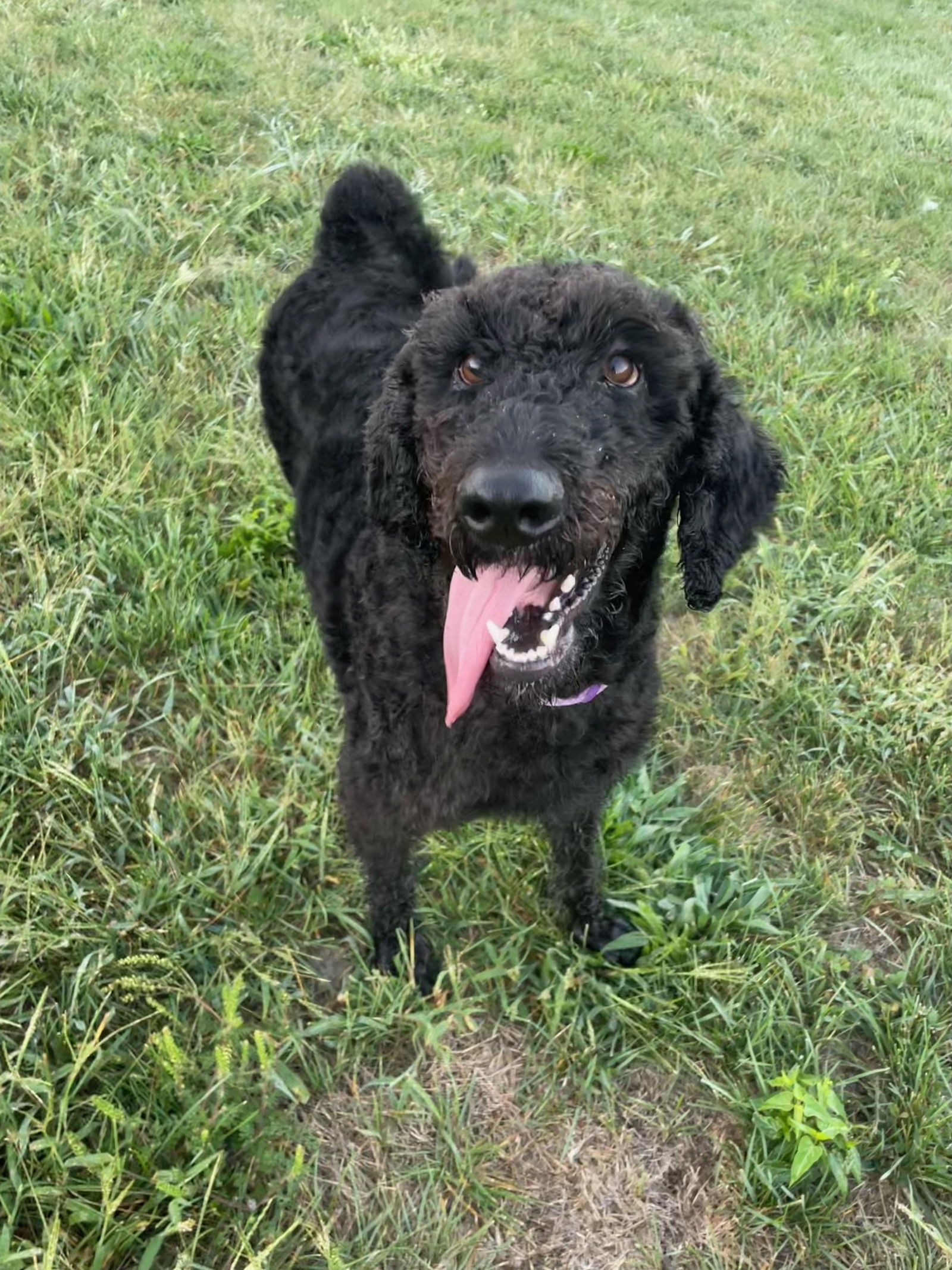 adoptable Dog in Georgetown, KY named Fleur