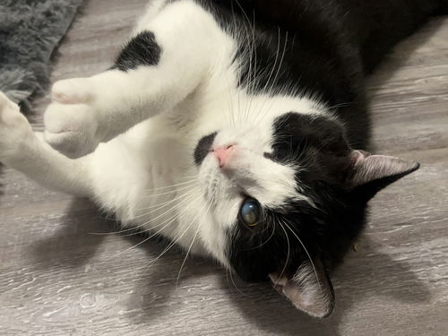 Felix