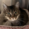 adoptable Cat in , KY named Rosemary-Must Apply in Person