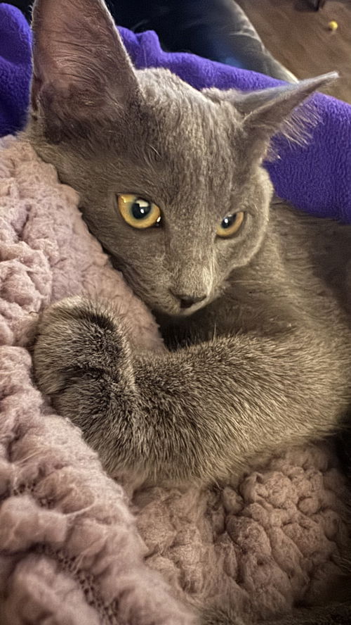 Endora
