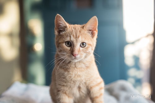 Elvis Purrsley