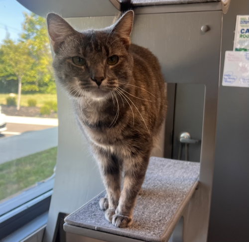 Nancy, a cat for adoption from Scott County Humane Society