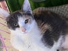 adoptable Cat in , KY named Lydia- Must Apply In Person