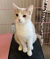 adoptable Cat in , KY named Lemon- Must Apply in Person