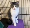 adoptable Cat in , KY named Mr. Claws- Must Apply in Person