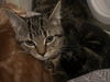 adoptable Cat in , KY named Adeline