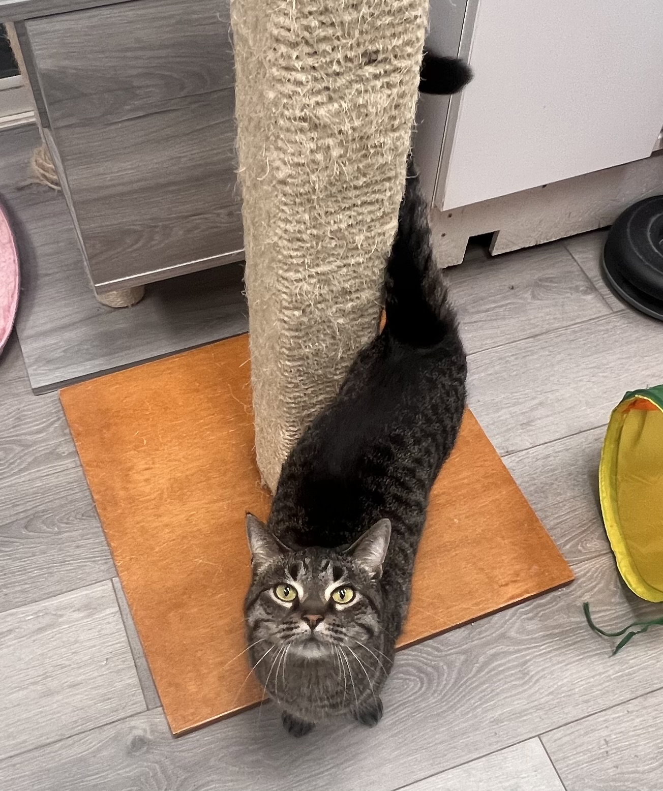 Alexa Image