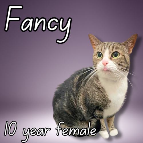 Fancy