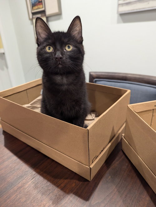 Freddie Purrcury