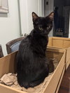 Freddie Purrcury