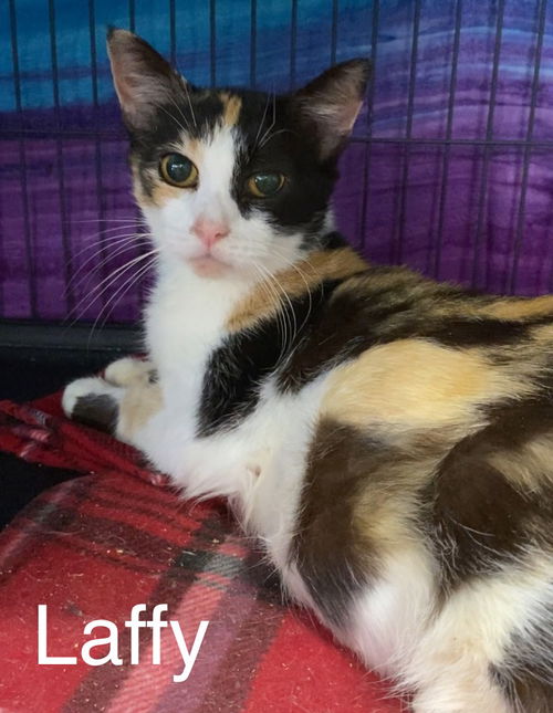 Laffy