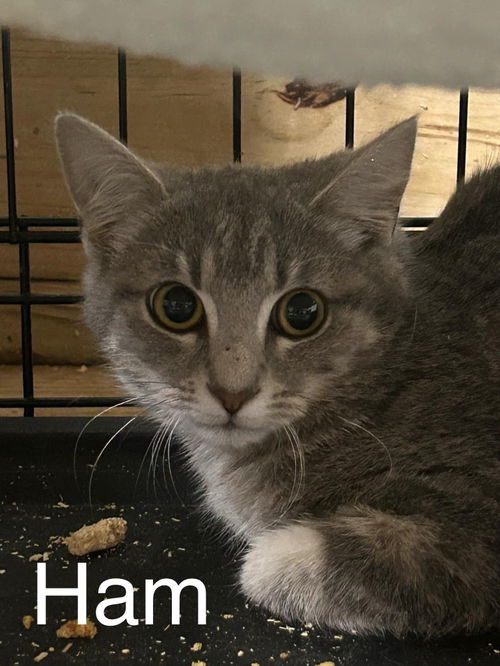 Ham