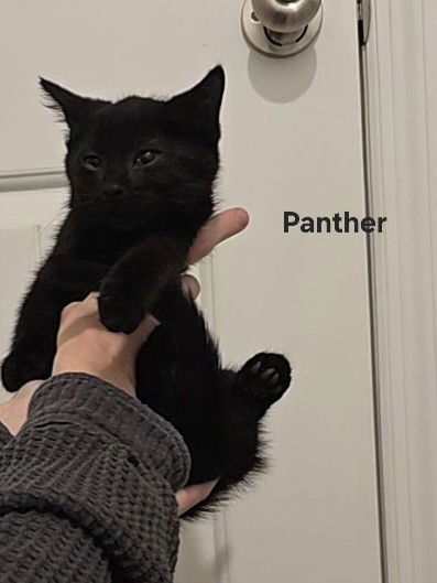 Panther