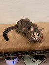 Cleo Catra