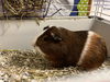 Mocha and Chestnut