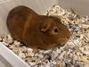 Mocha and Chestnut