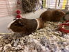 Mocha and Chestnut