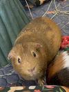 Mocha and Chestnut