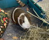 Mocha and Chestnut