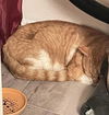 Wilbur