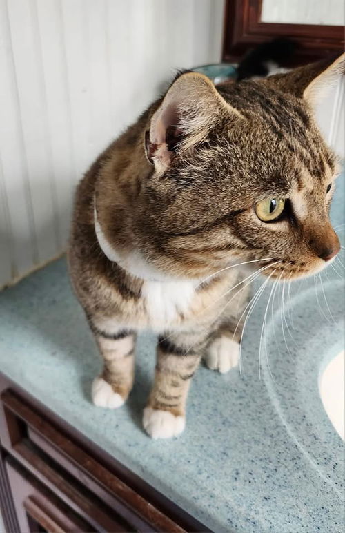 Tobias Whiskers