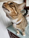 Tobias Whiskers