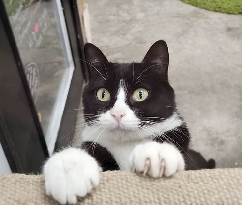 Mittens