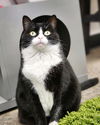 Mittens