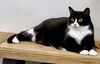 Mittens