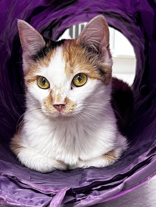 Geraldine