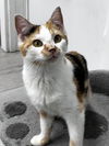 Geraldine