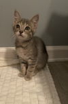 Petunia