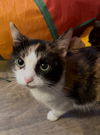 Jasmine