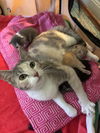 Calista - Must Apply in Person !