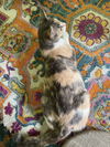 Calista - Must Apply in Person !