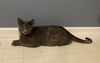 adoptable Cat in , KY named Azalea