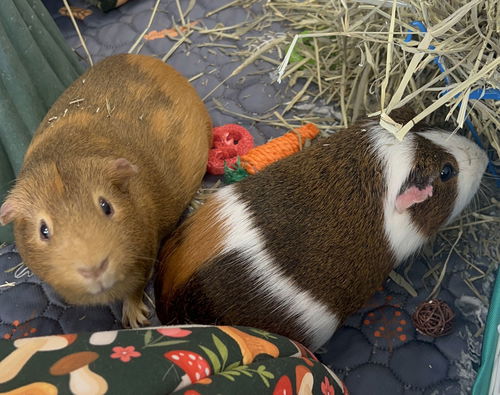 Chestnut and Mocha