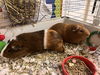 Chestnut and Mocha