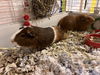 Chestnut and Mocha