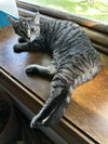 adoptable Cat in , KY named Turritella