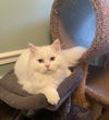 Mr. Fluffy