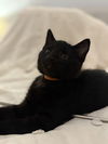 Terence