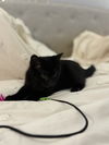 Terence