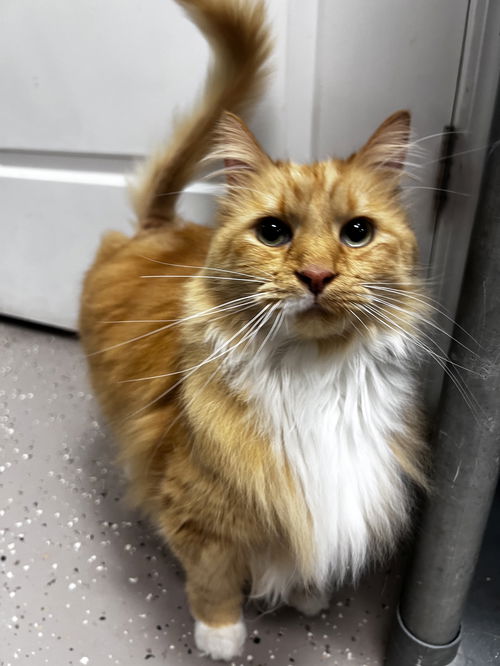Comet - Must Apply in Person !